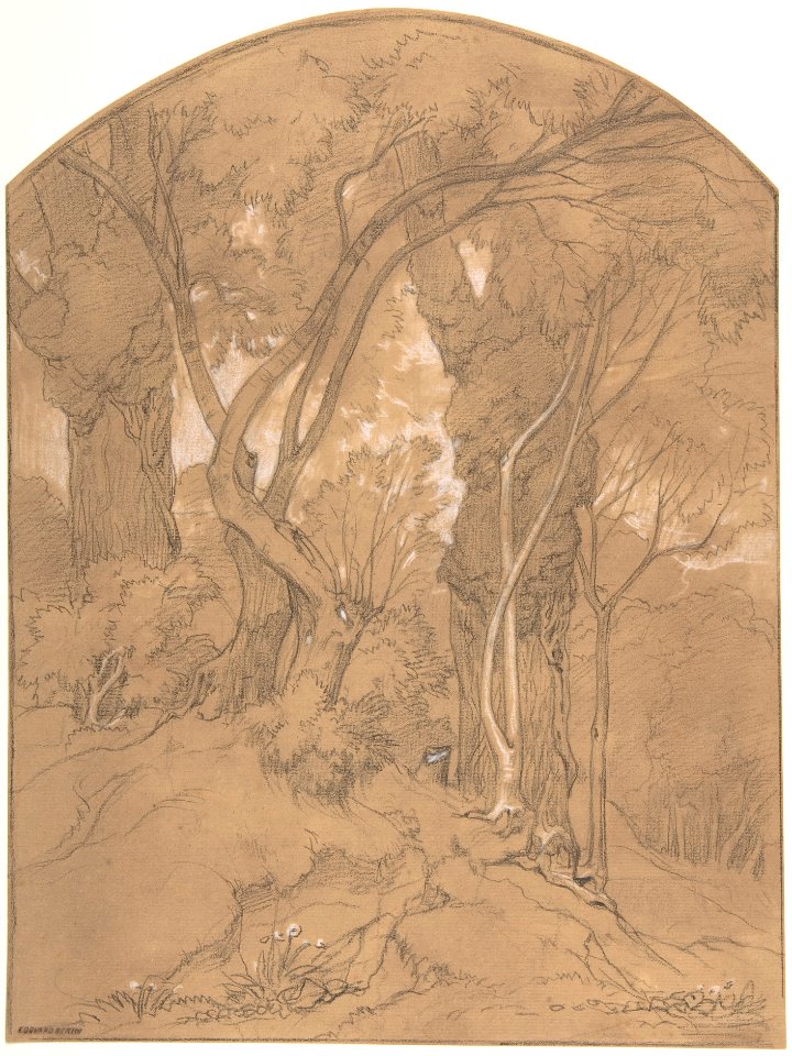 Trees in a Forest MET DP805181