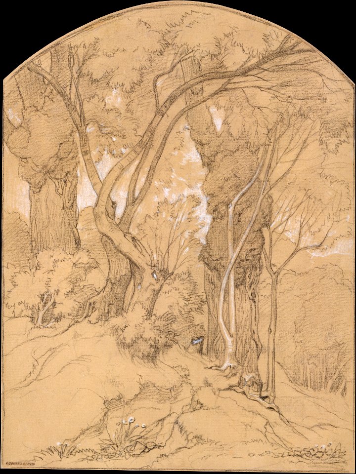 Trees in a Forest MET DT5733