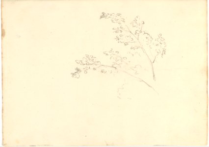 Tree Branches (Smaller Italian Sketchbook, leaf 30 recto) MET DP269439
