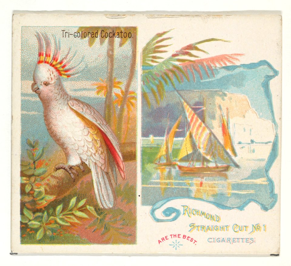 Tri-colored Cockatoo, from Birds of the Tropics series (N38) for Allen & Ginter Cigarettes MET DP839055