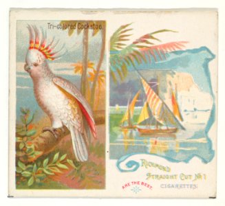 Tri-colored Cockatoo, from Birds of the Tropics series (N38) for Allen & Ginter Cigarettes MET DP839055