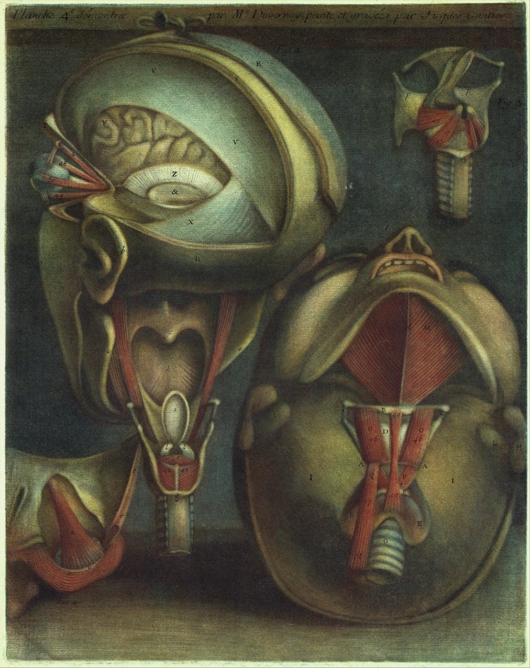 Two Views of the Head (plate 4), in Myologie Complette en Couleur et Grandeur Naturelle MET DT11760