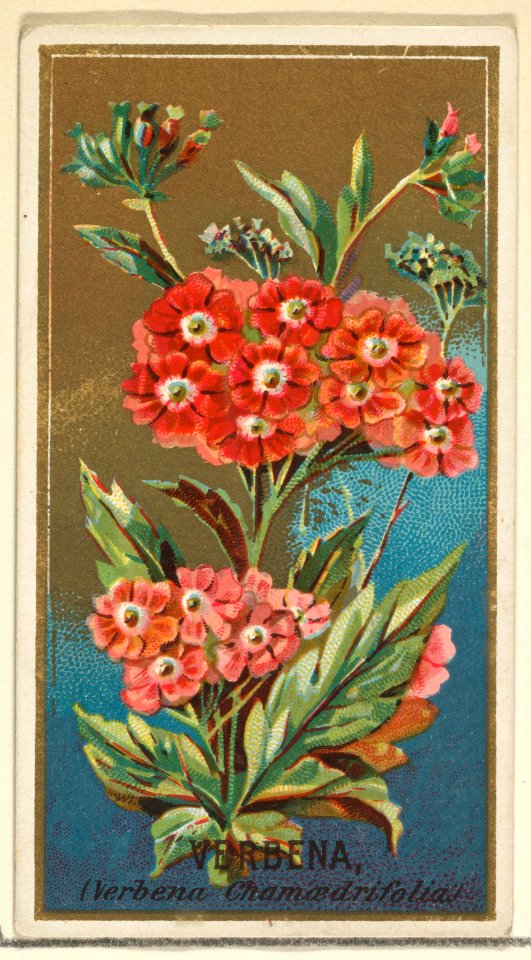 Verbena (Verbena chamaedrifolia), from the Flowers series for Old Judge Cigarettes MET DP822031