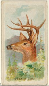 Virginian Deer, from the Wild Animals of the World series (N25) for Allen & Ginter Cigarettes MET DP836516