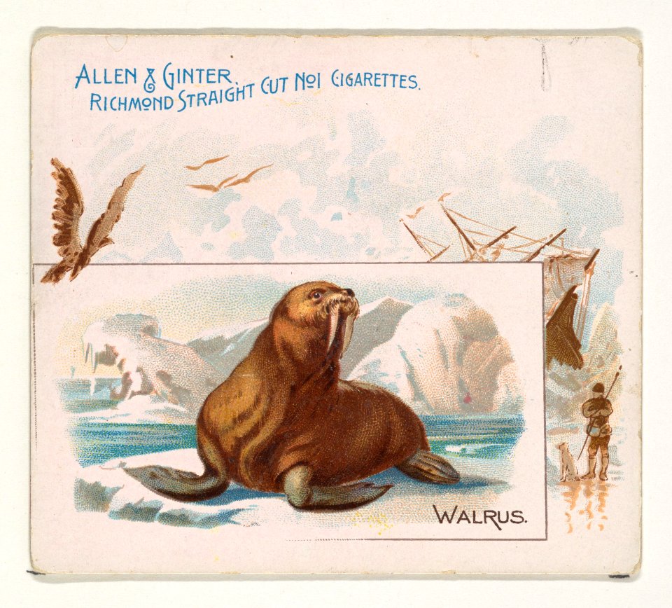 Walrus, from Quadrupeds series (N41) for Allen & Ginter Cigarettes MET DP839237