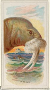 Walrus, from the Wild Animals of the World series (N25) for Allen & Ginter Cigarettes MET DP836517