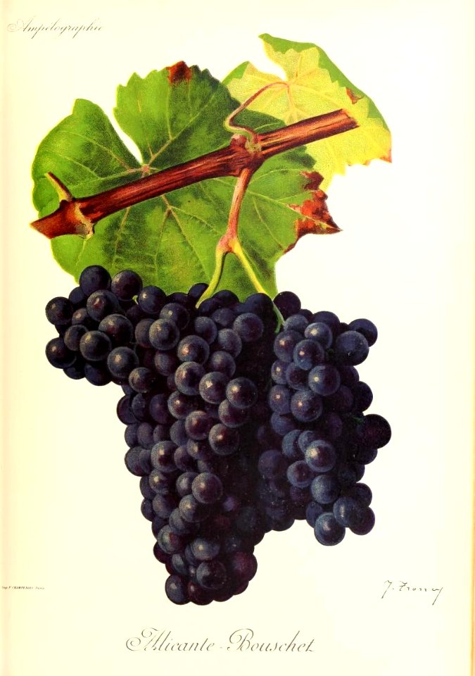 Alicante Bouschet - Ampélographie