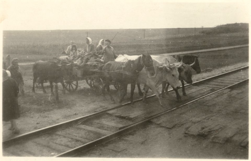 Boeren op een kar met koeien en paarden steken treinrails over, NG-2006-29-B-85