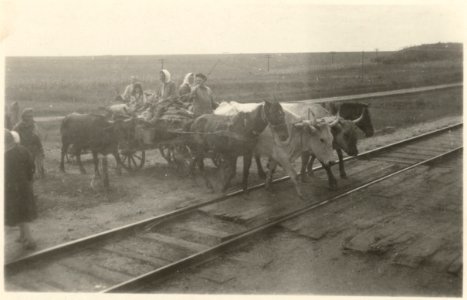 Boeren op een kar met koeien en paarden steken treinrails over, NG-2006-29-B-85