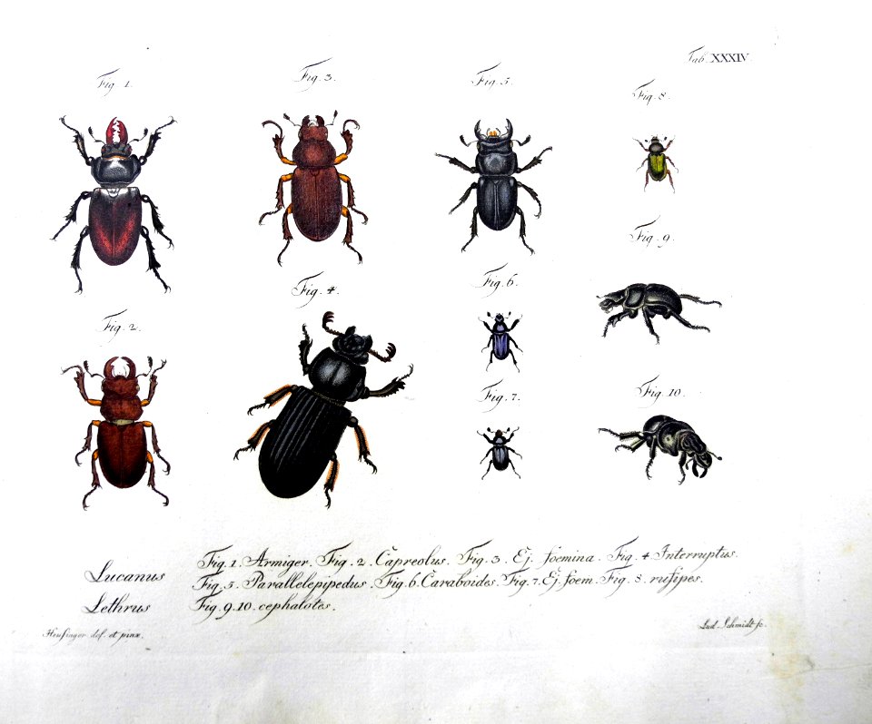 Jablonsky Insektenwerk Band 12 Tafel 34 Lucanidae von Johann Heusinger