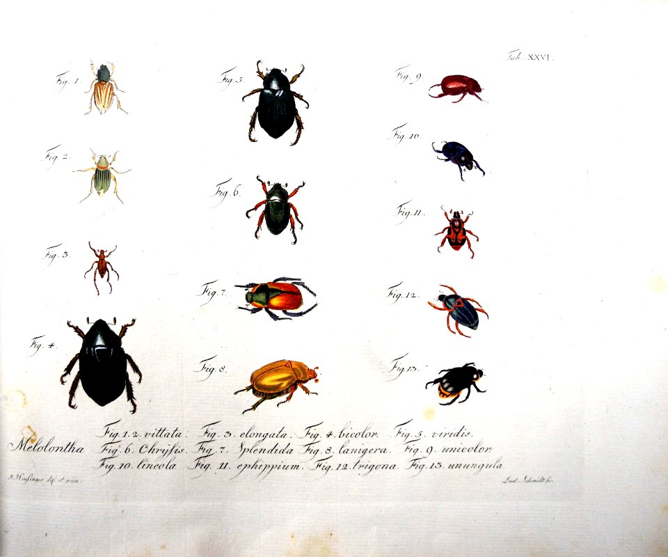 Jablonsky Insektenwerk 12 Tafel XXVI Maikäfer von Johann Heusinger