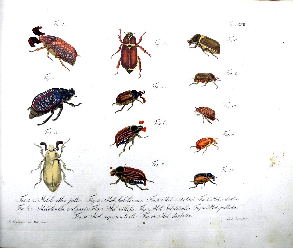 Jablonsky Insektenwerk 12 Tafel XXII Maikäfer von Johann Heusinger