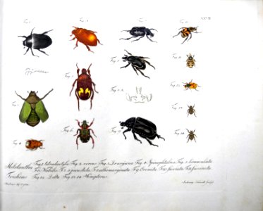 Jablonsky Insektenwerk 12 Tafel 27 Maikäfer von Johann Heusinger