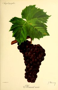 Muscat noir - Ampélographie
