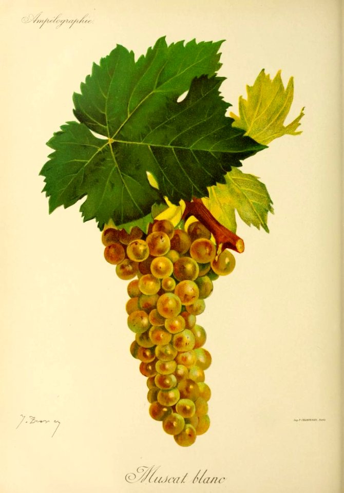 Muscat blanc - Ampélographie