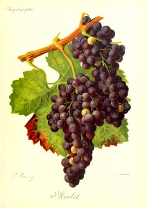 Merlot - Amplélographie