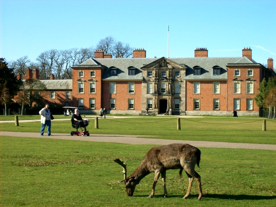 Fallow deer at Dunham Massey Hall