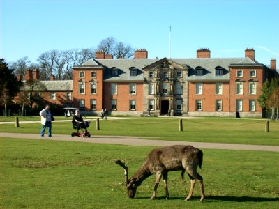 Fallow deer at Dunham Massey Hall