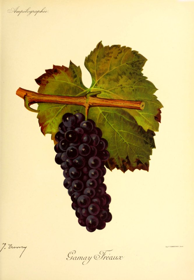 Gamay Fréaux - Ampélographie