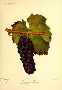 Gamay Fréaux - Ampélographie
