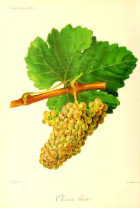 Chenin blanc - Ampélographie