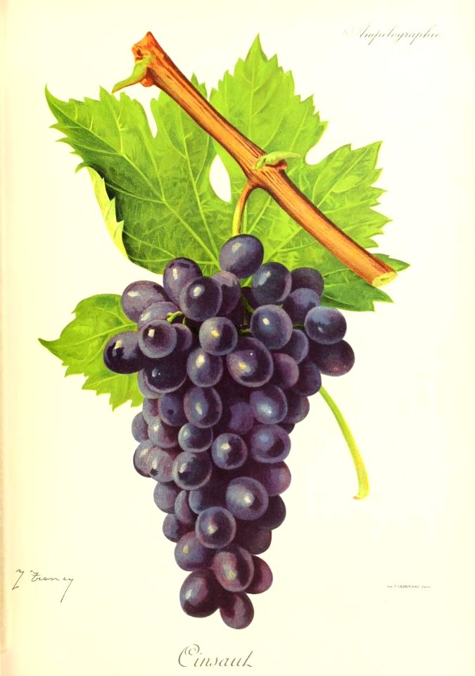 Cinsaut - Ampélographie