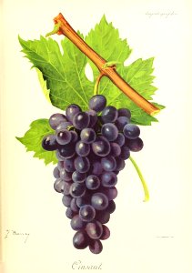 Cinsaut - Ampélographie