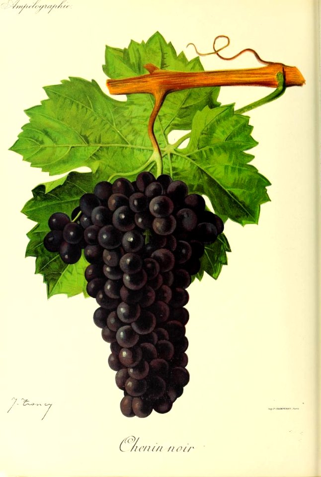 Chenin noir - Ampélographie