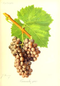 Grenache gris - Ampélographie