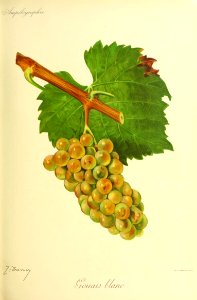 Gouais blanc - Ampélographie