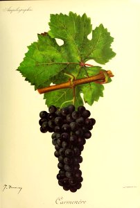 Carmenère - Ampélographie