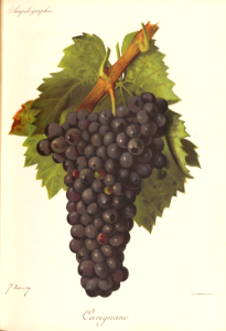 Carignan - Ampélographie