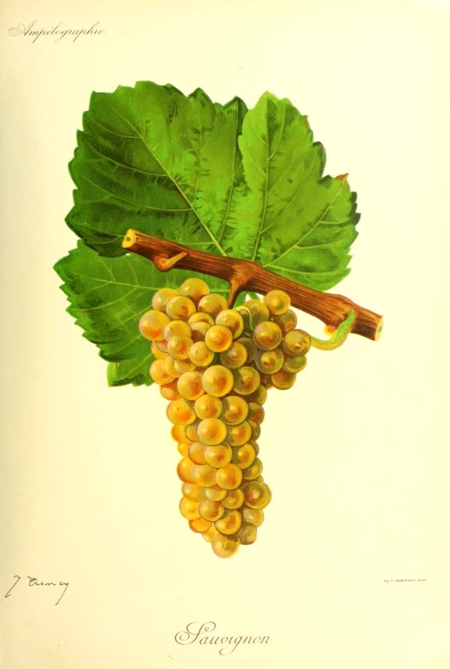 Sauvignon - Ampélographie
