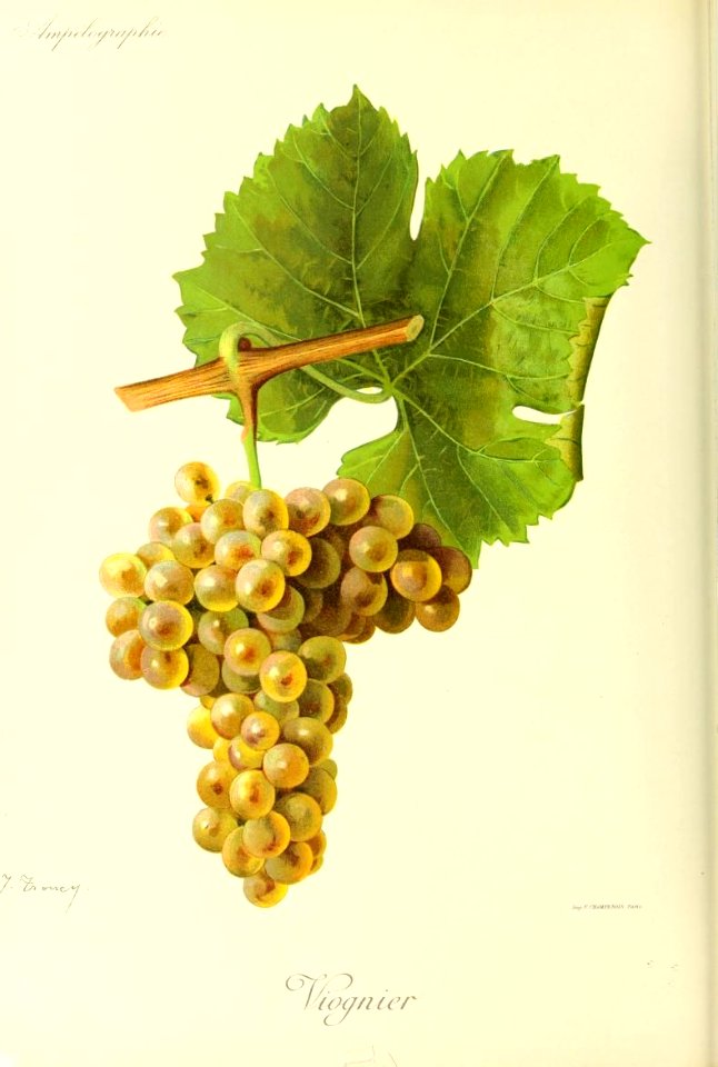 Viognier - Ampélographie
