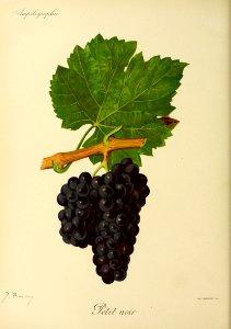 Petit noir - Ampélographie