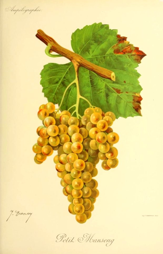 Petit Manseng - Ampélographie
