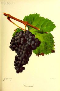 Tannat - Ampélographie