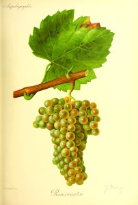 Romorantin - Ampélographie
