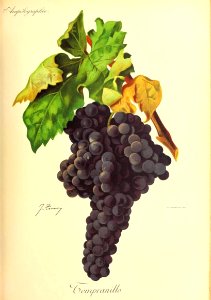 Tempranillo - Ampélographie