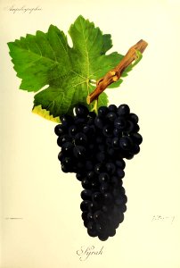 Syrah - Ampélographie