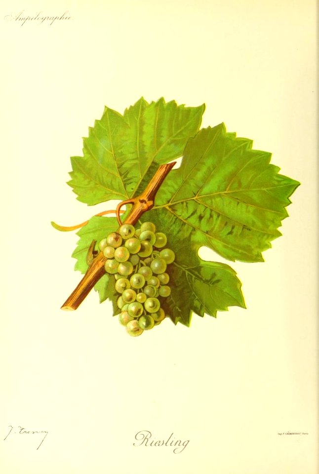 Riesling - Ampélographie