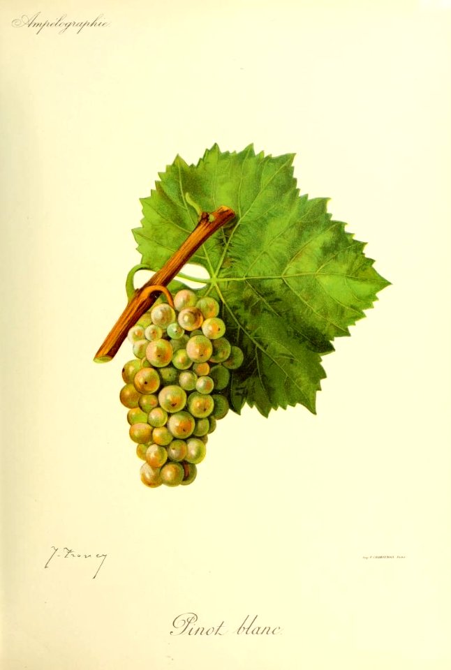 Pinot blanc - Ampélographie