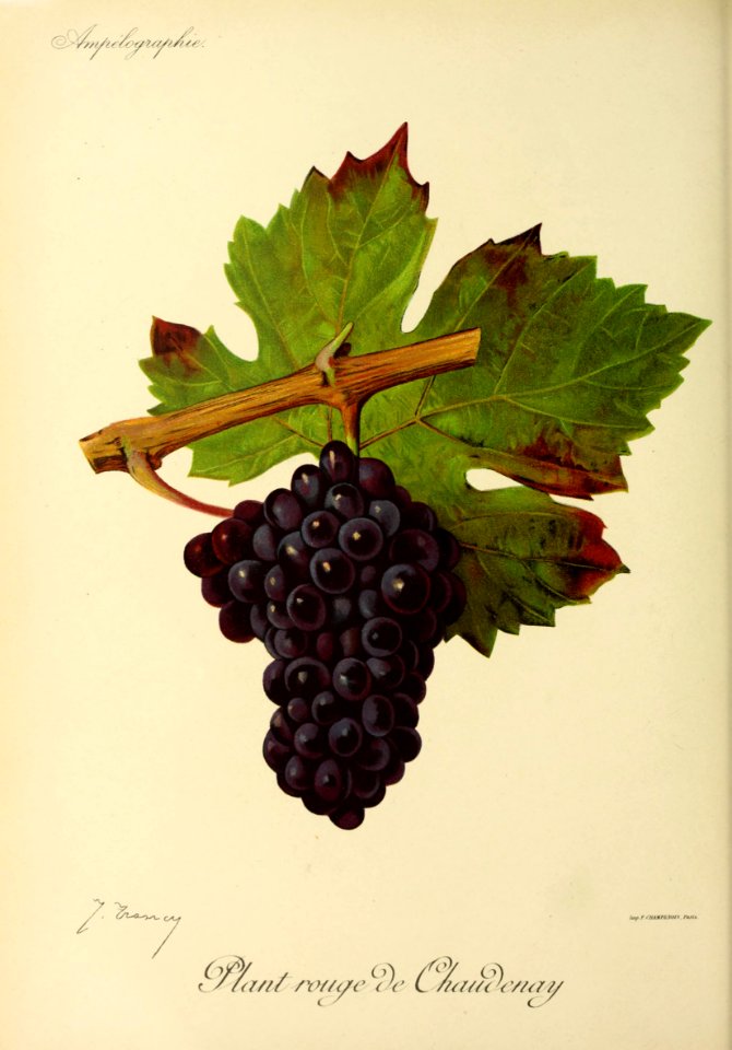 Plant rouge de Chaudenay - Ampélographie
