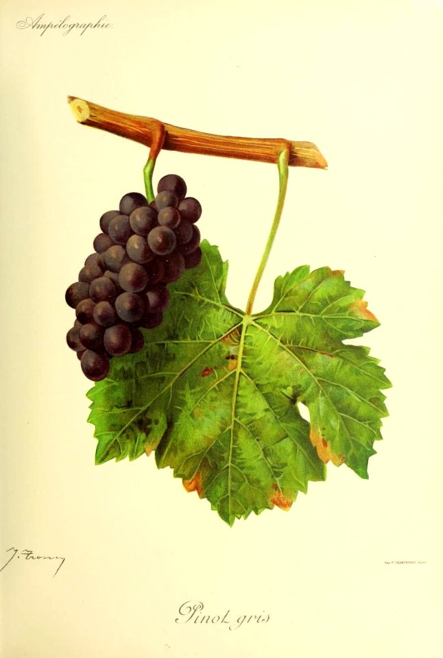 Pinot gris - Ampélographie
