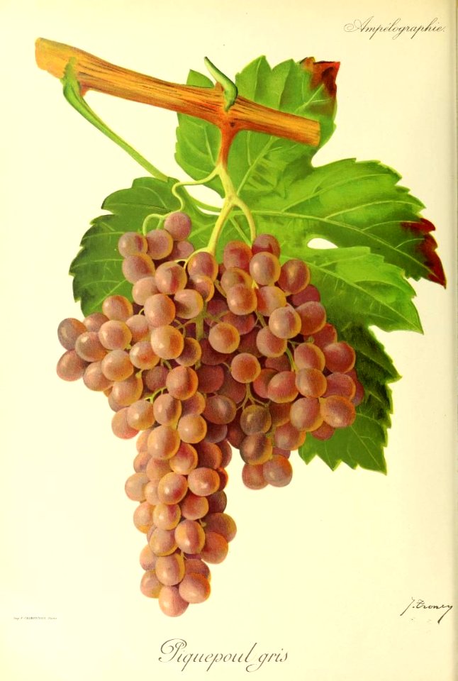 Piquepoul gris - Ampélographie
