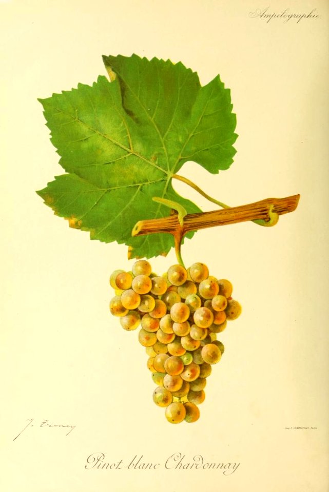 Pinot blanc Chardonnay - Ampélographie