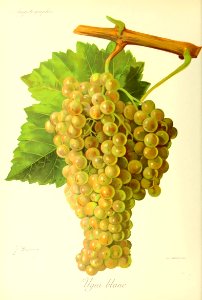 Ugni blanc (Trebbiano) - Ampélographie