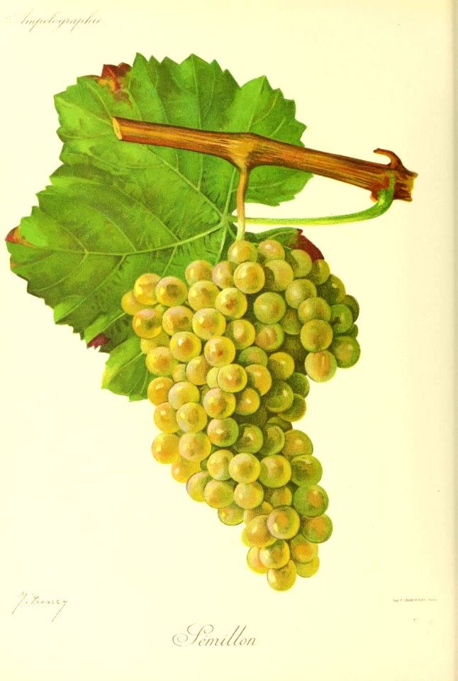 Sémillon - Ampélographie
