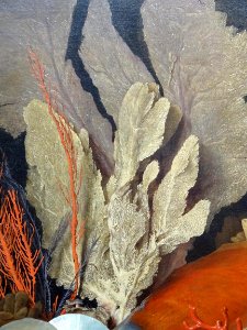 "Panaches de mer, lithophytes et coquillages", Anne Vallay…