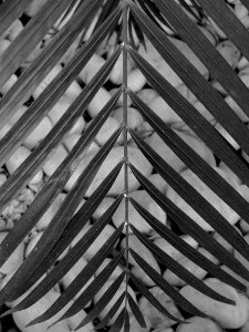 DSC00960 - Copie